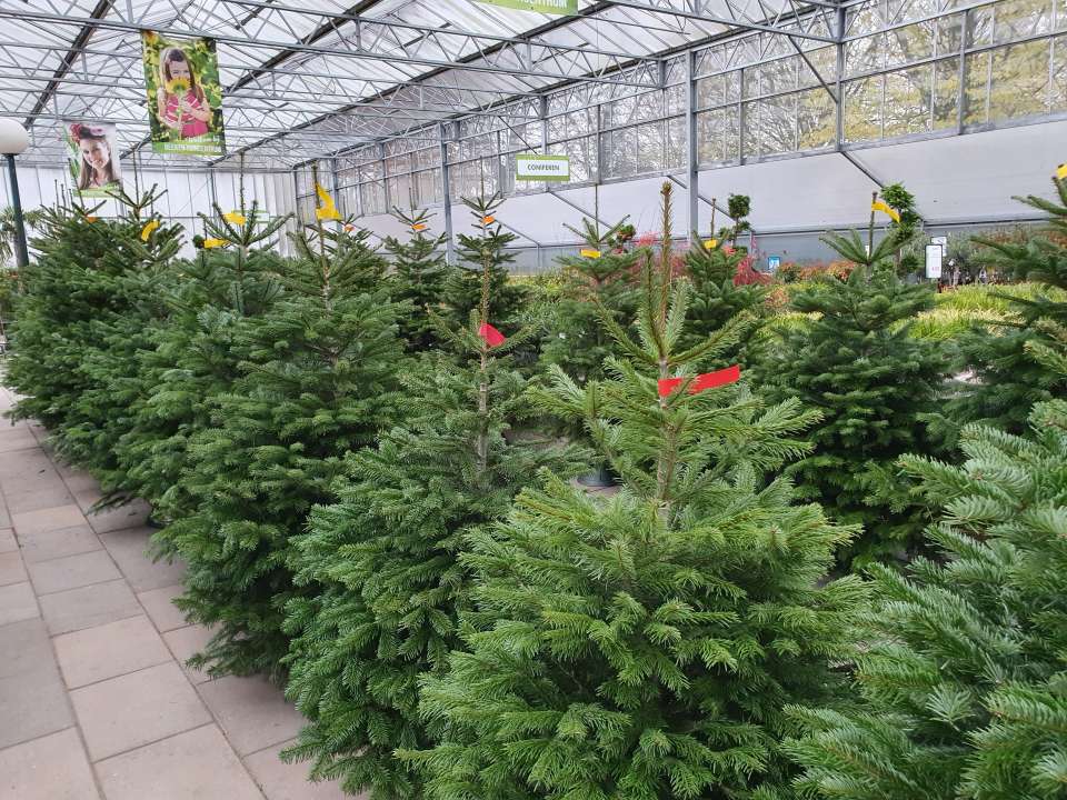 Gevoel potlood Abnormaal Kerstboom kopen | Kom langs bij Beeker Tuincentrum - Beeker Tuincentrum