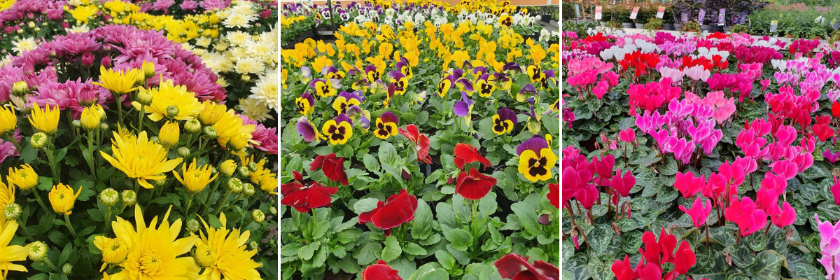 lichten Maak een bed hartstochtelijk Najaarsplanten - Beeker Tuincentrum