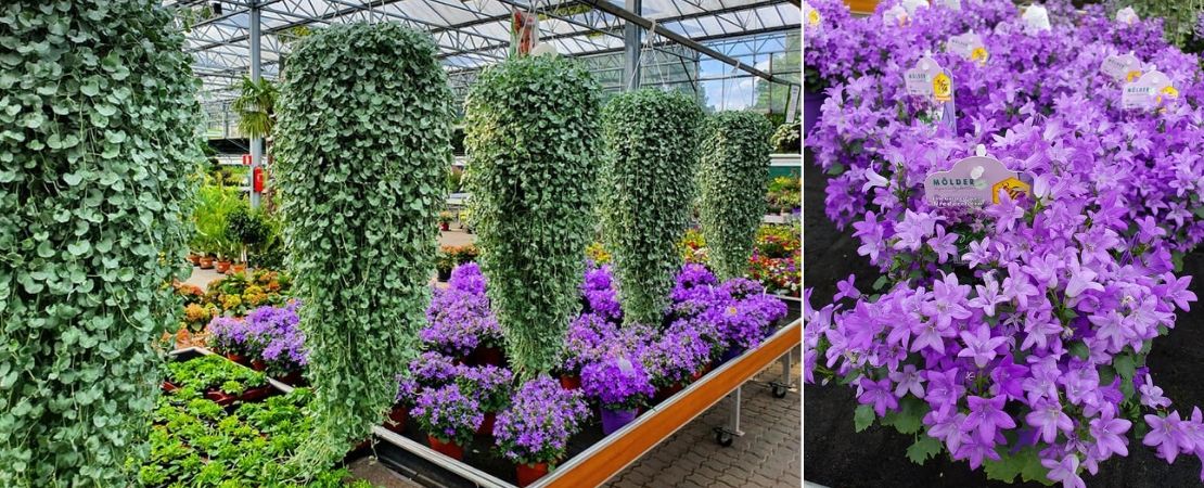 Banzai Houden analyseren Tuinplanten | 5000m2 overdekt winkelen bij Beeker Tuincentrum - Beeker  Tuincentrum