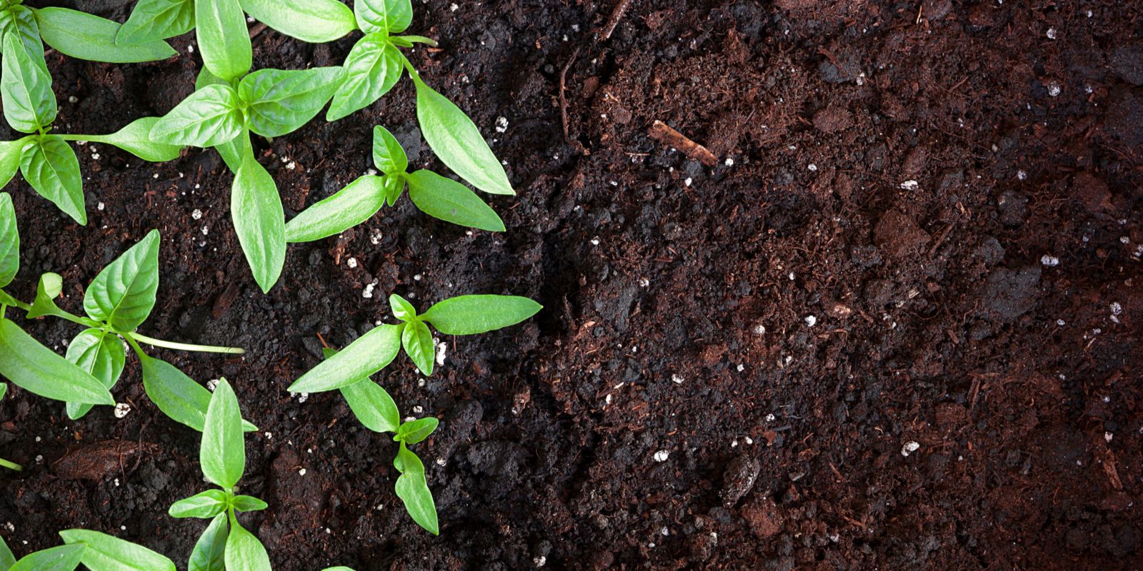 De geschikte grondsoort