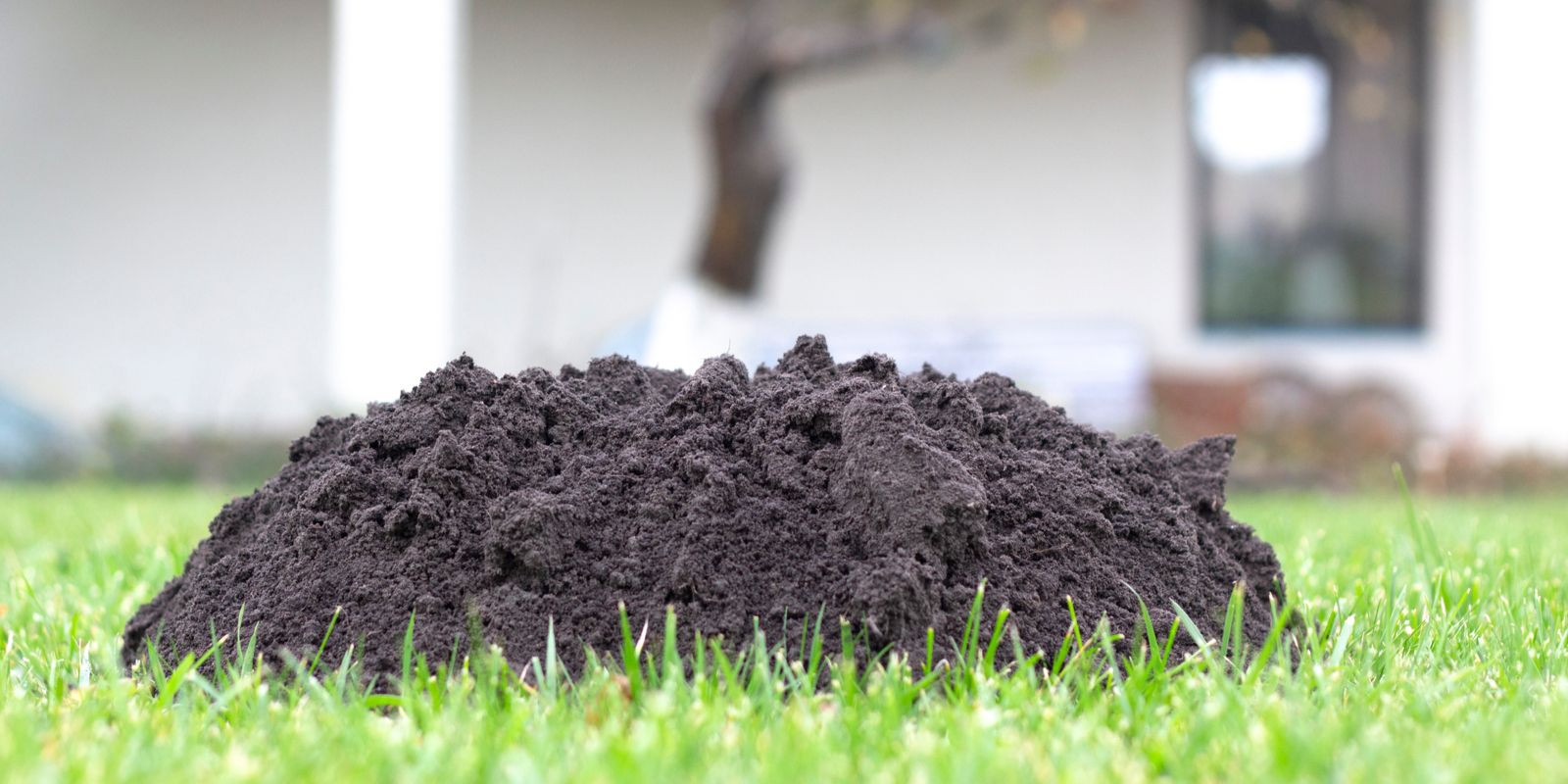 Ongewenste tuingasten